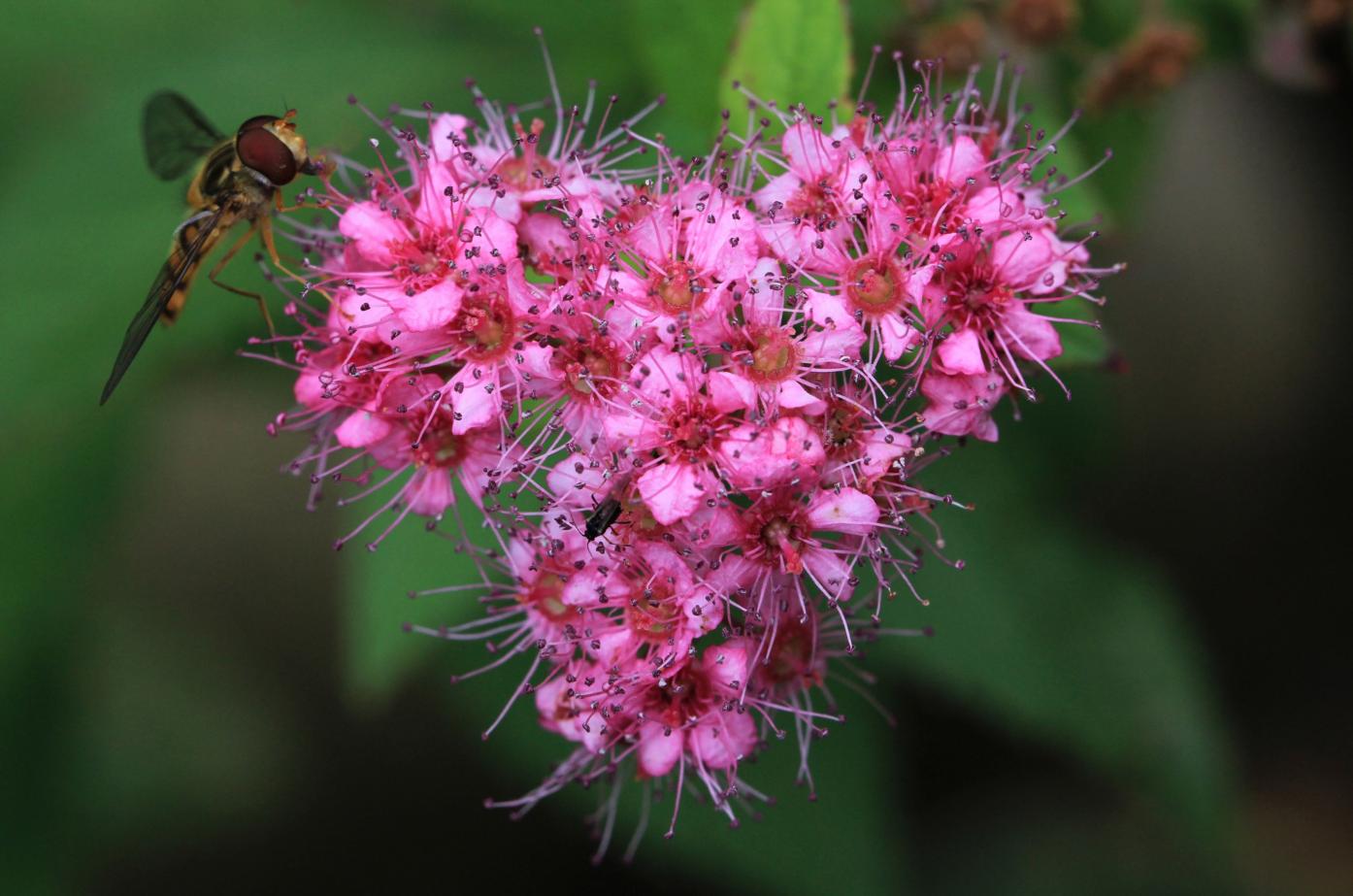 eine Libelle trinkt Nektar an einer pinken Blüte