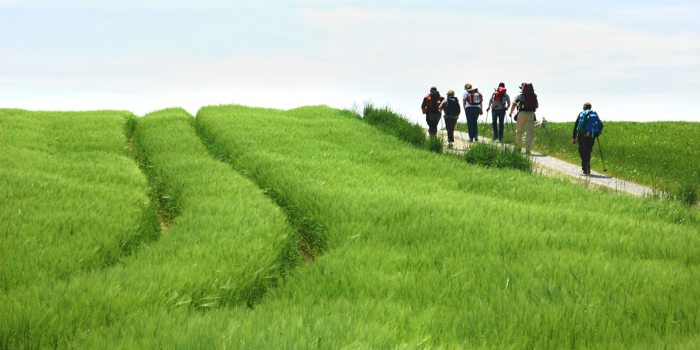 wir sehen ein grünes Getreidefeld am rechten Bildrand geht eine Gruppe von 6 Personen auf einem Weg