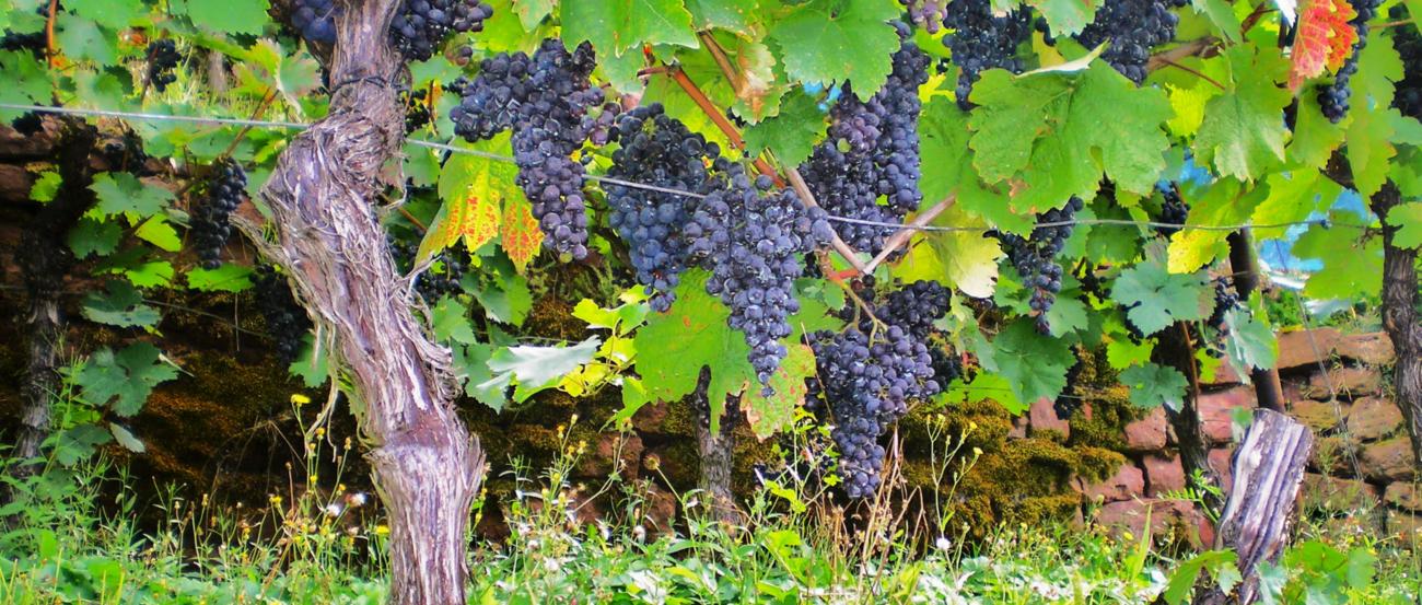 Reife blaue Weintrauben hängen an Rebstöcken im grünen Weinberg.