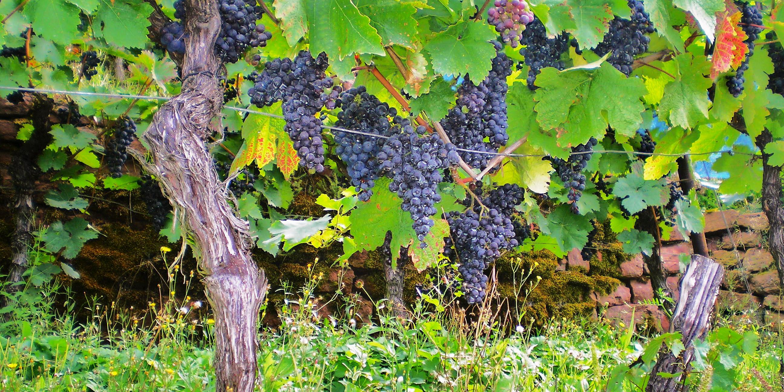 Reife blaue Weintrauben hängen an Rebstöcken im grünen Weinberg.