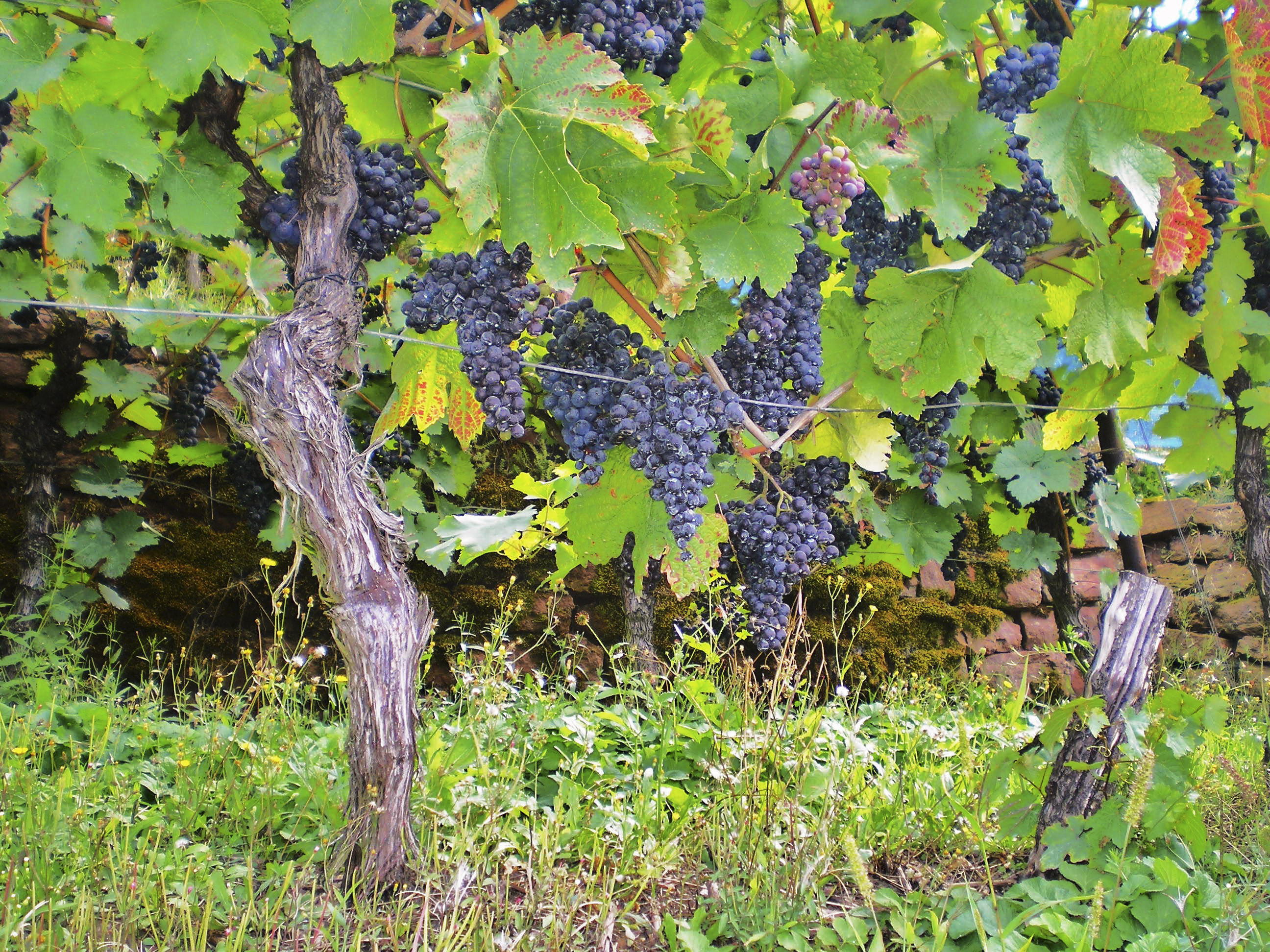Reife blaue Weintrauben hängen an Rebstöcken im grünen Weinberg.