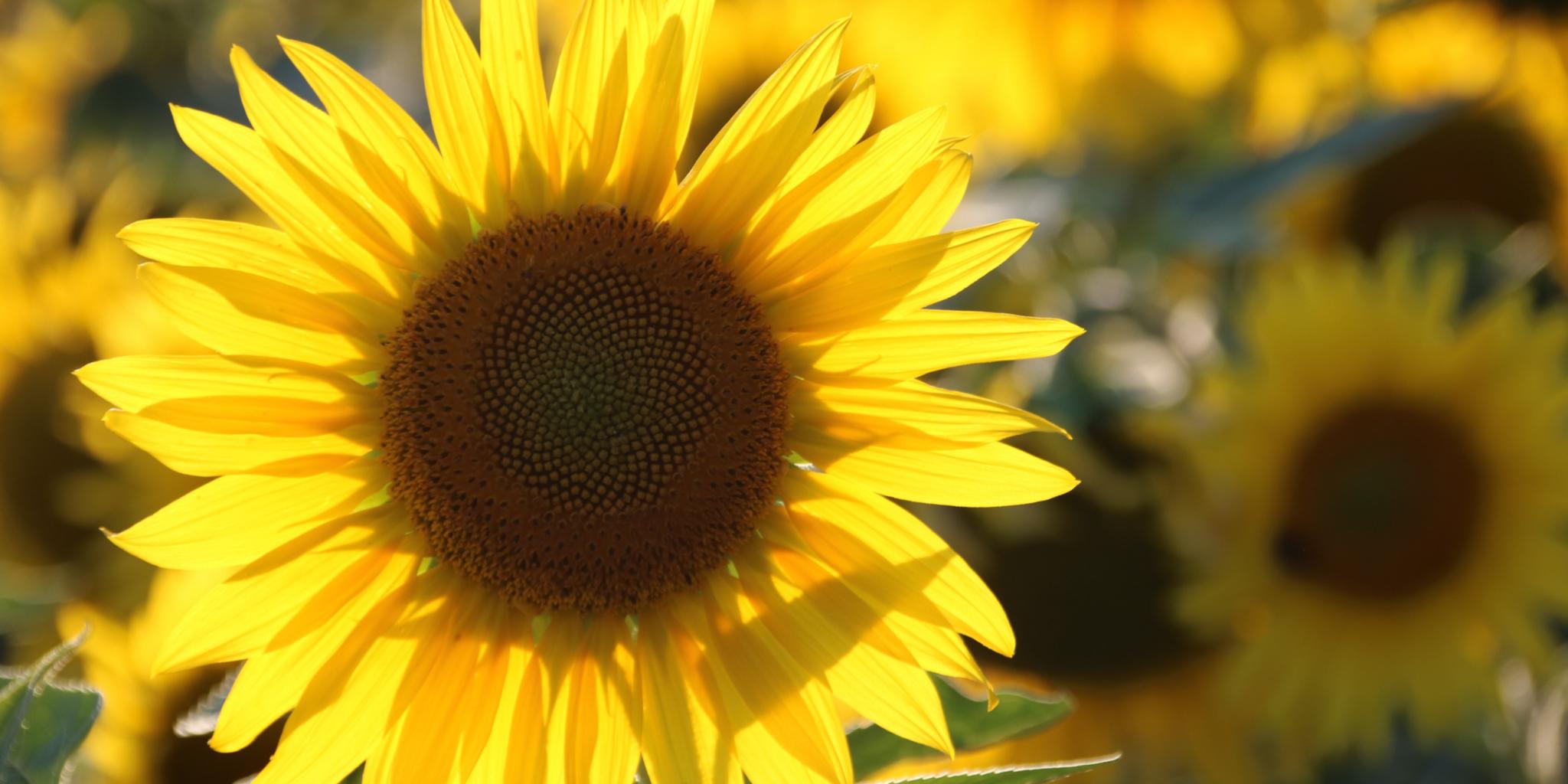 eine Sonnenblumenblüte steht in voller Blüte auf dem Feld