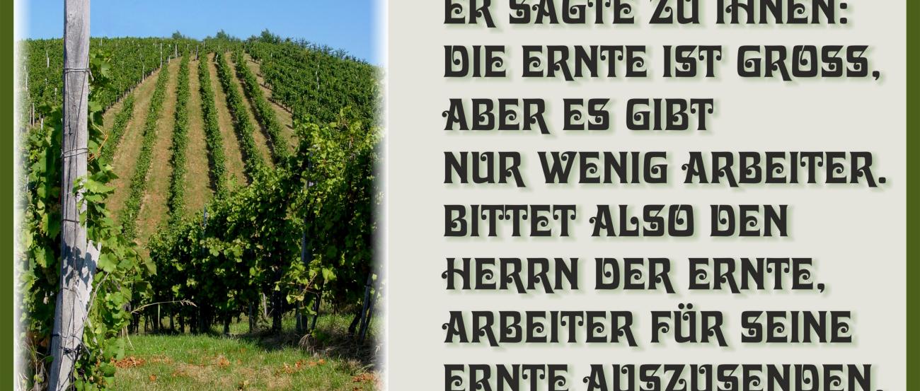 Foto eines Weinbergs