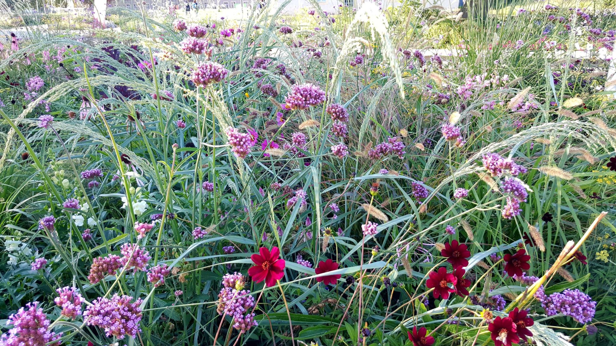 Bild Sommersingen von Ute Wittschier