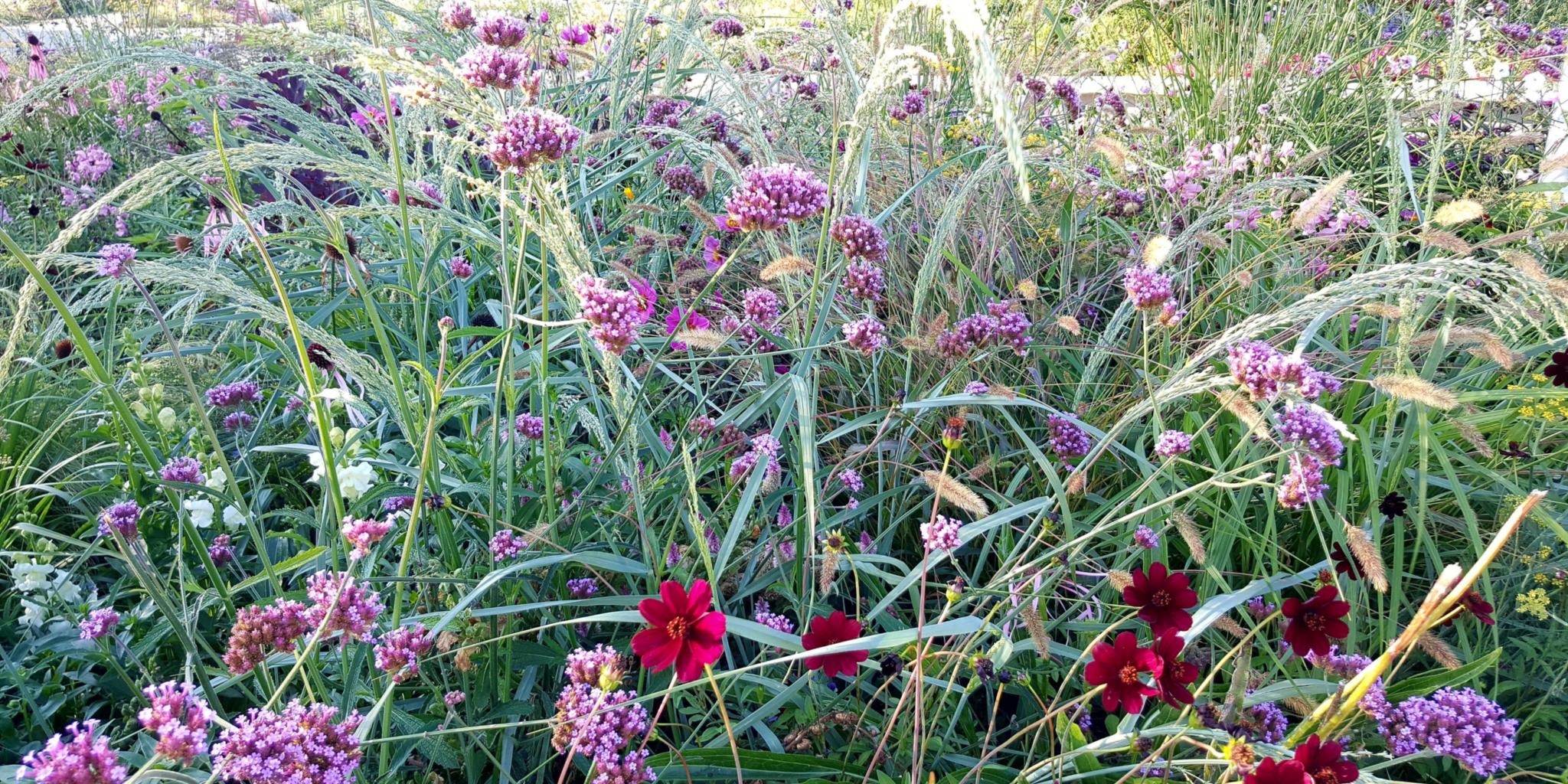 Bild Sommersingen von Ute Wittschier
