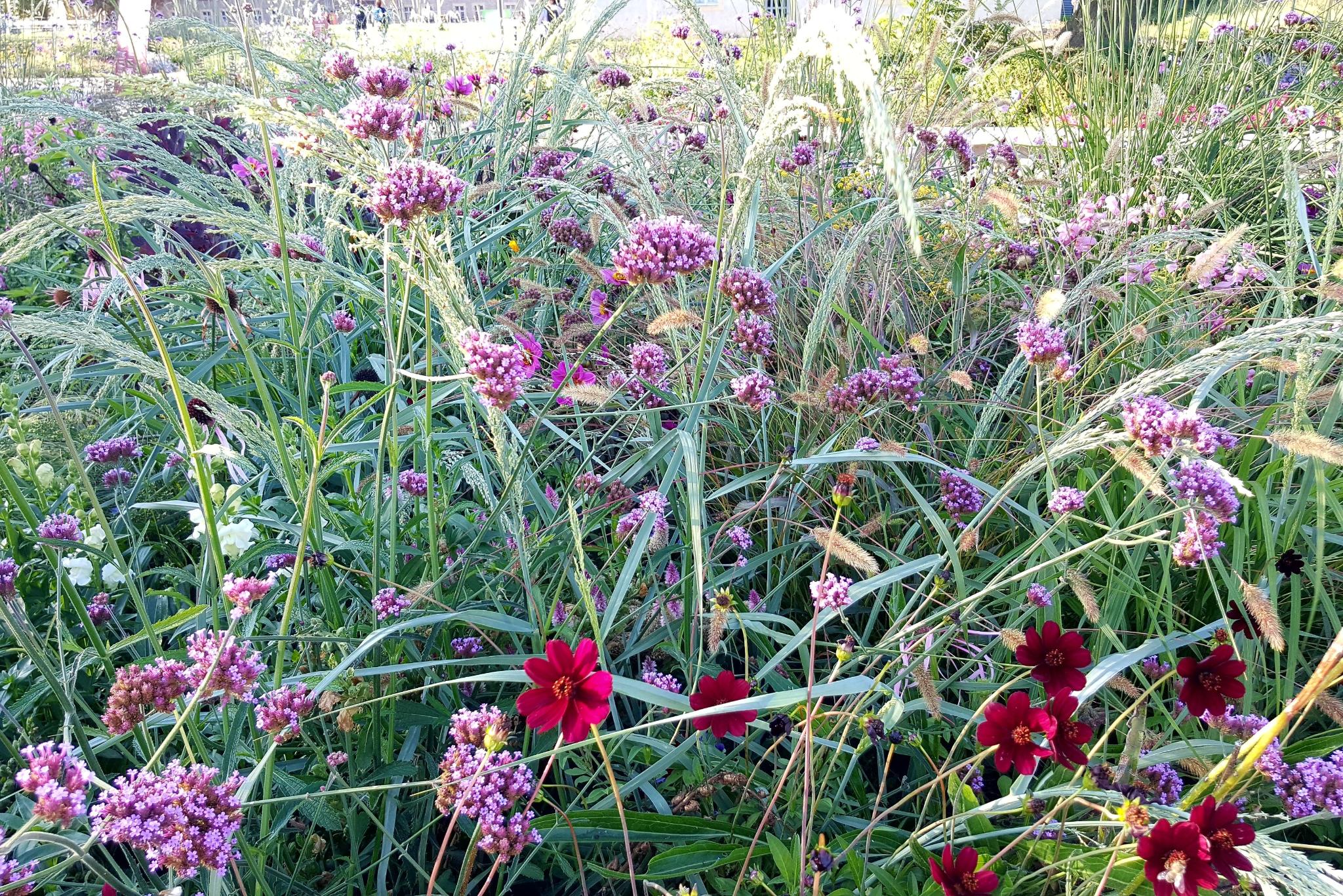 Bild Sommersingen von Ute Wittschier