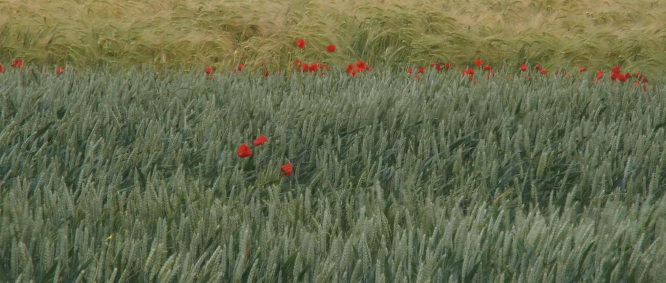 Mohnblumen im Kornfeld