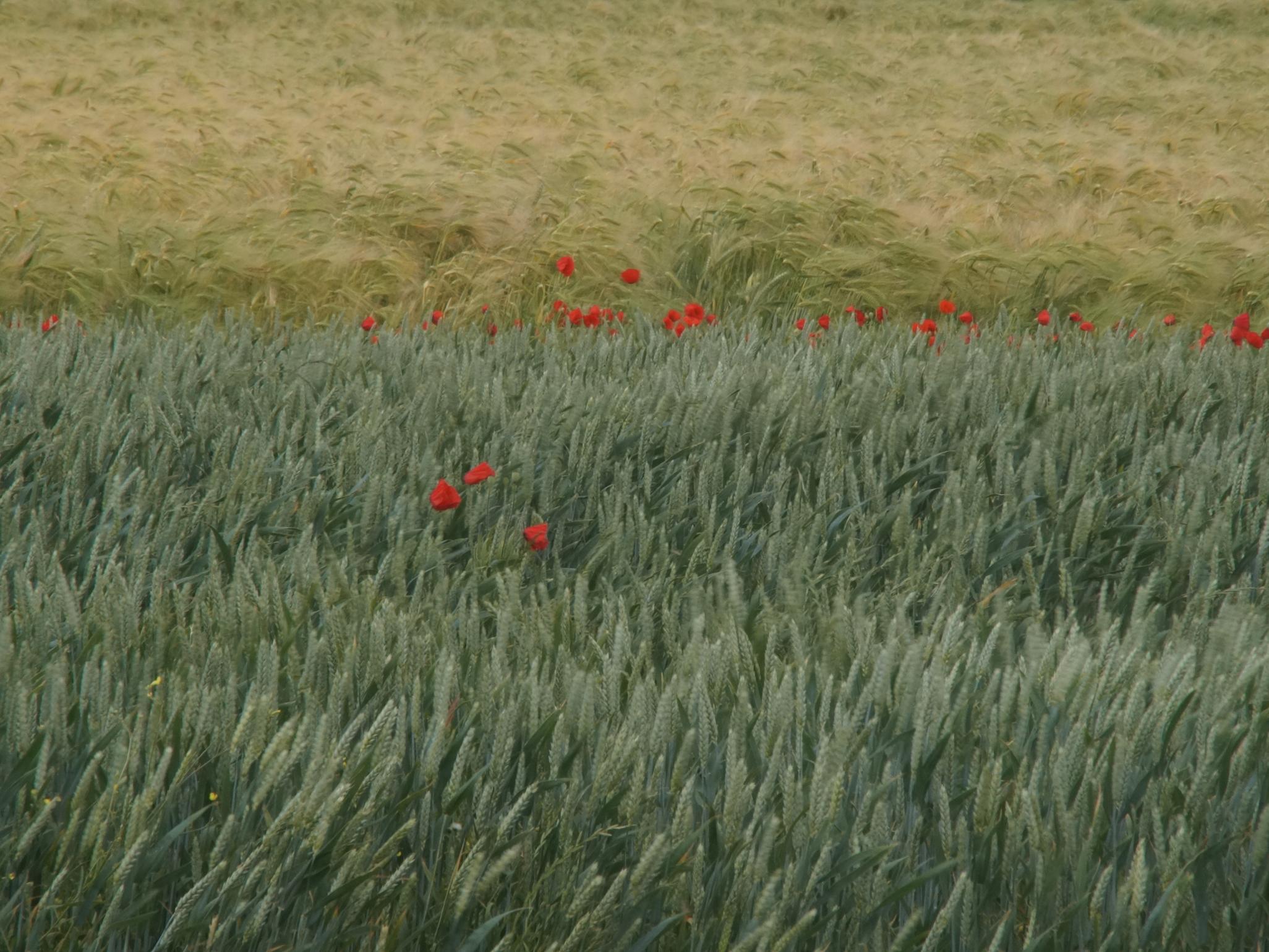 Mohnblumen im Kornfeld
