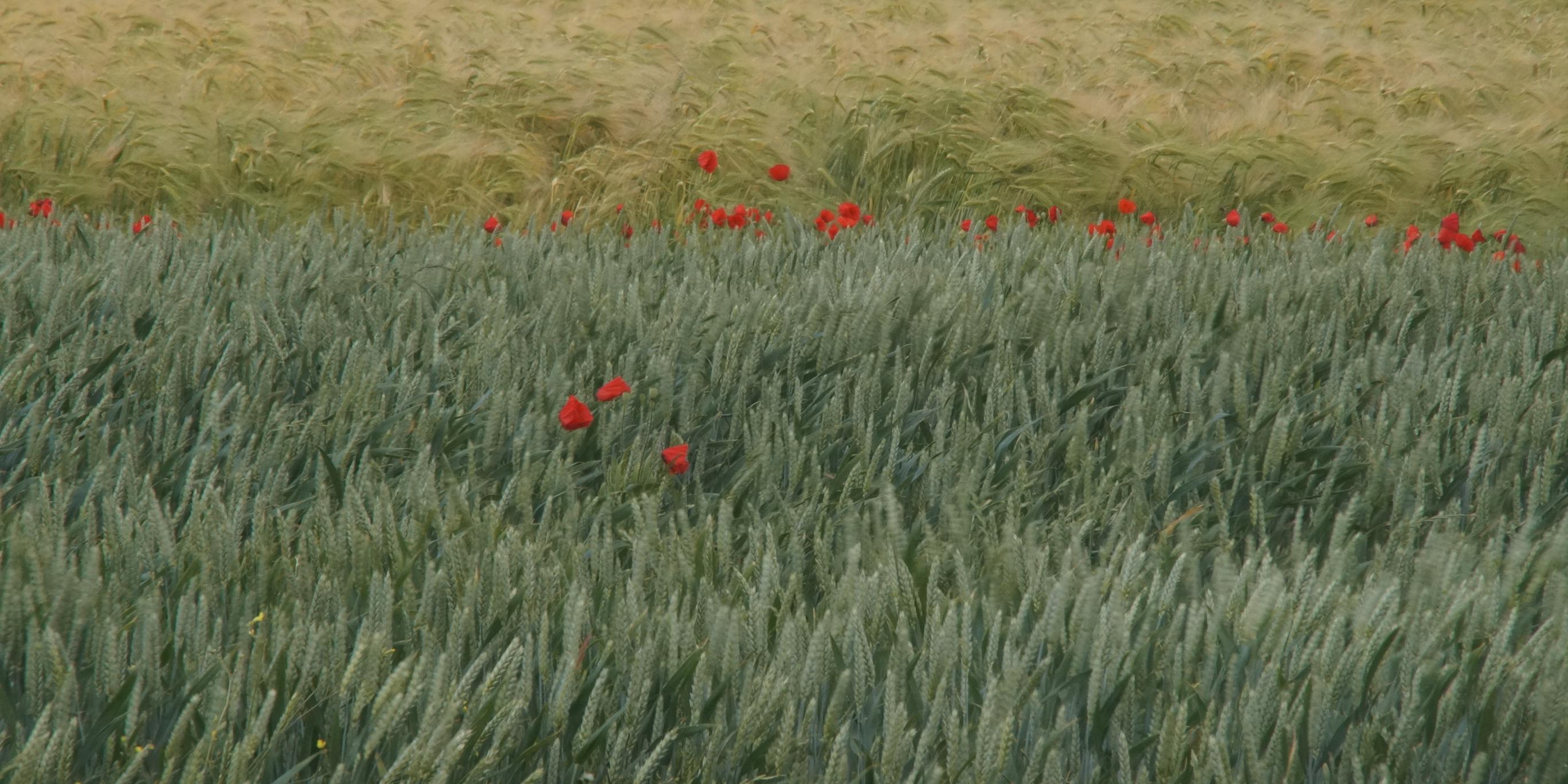 Mohnblumen im Kornfeld