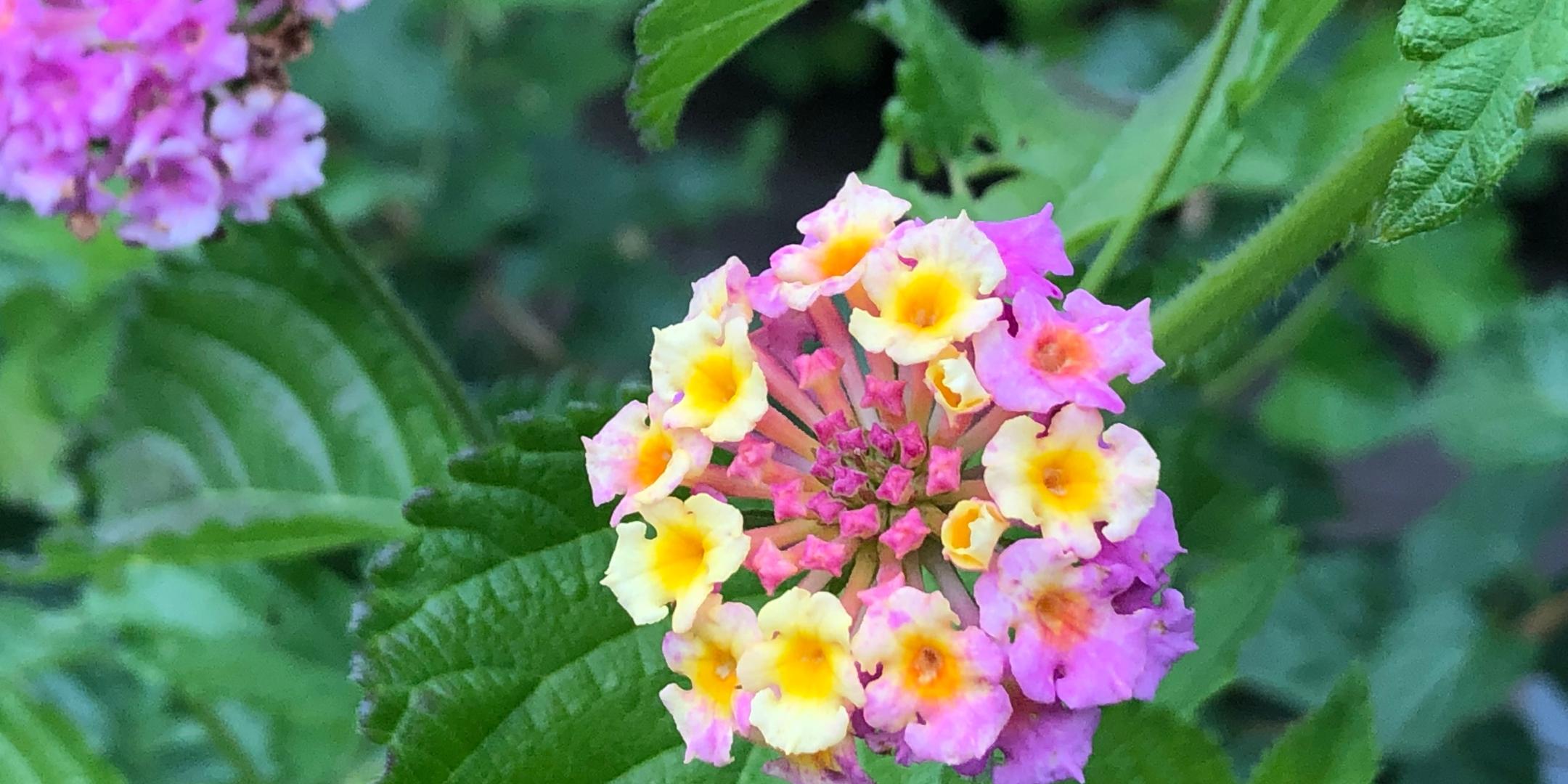 Blume Juli