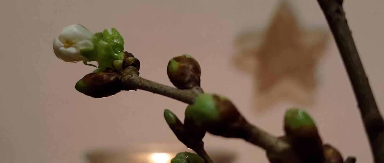 ungeöffnete Knospen eines Kirschzweiges, dahinter eine Kerze in einem Glas