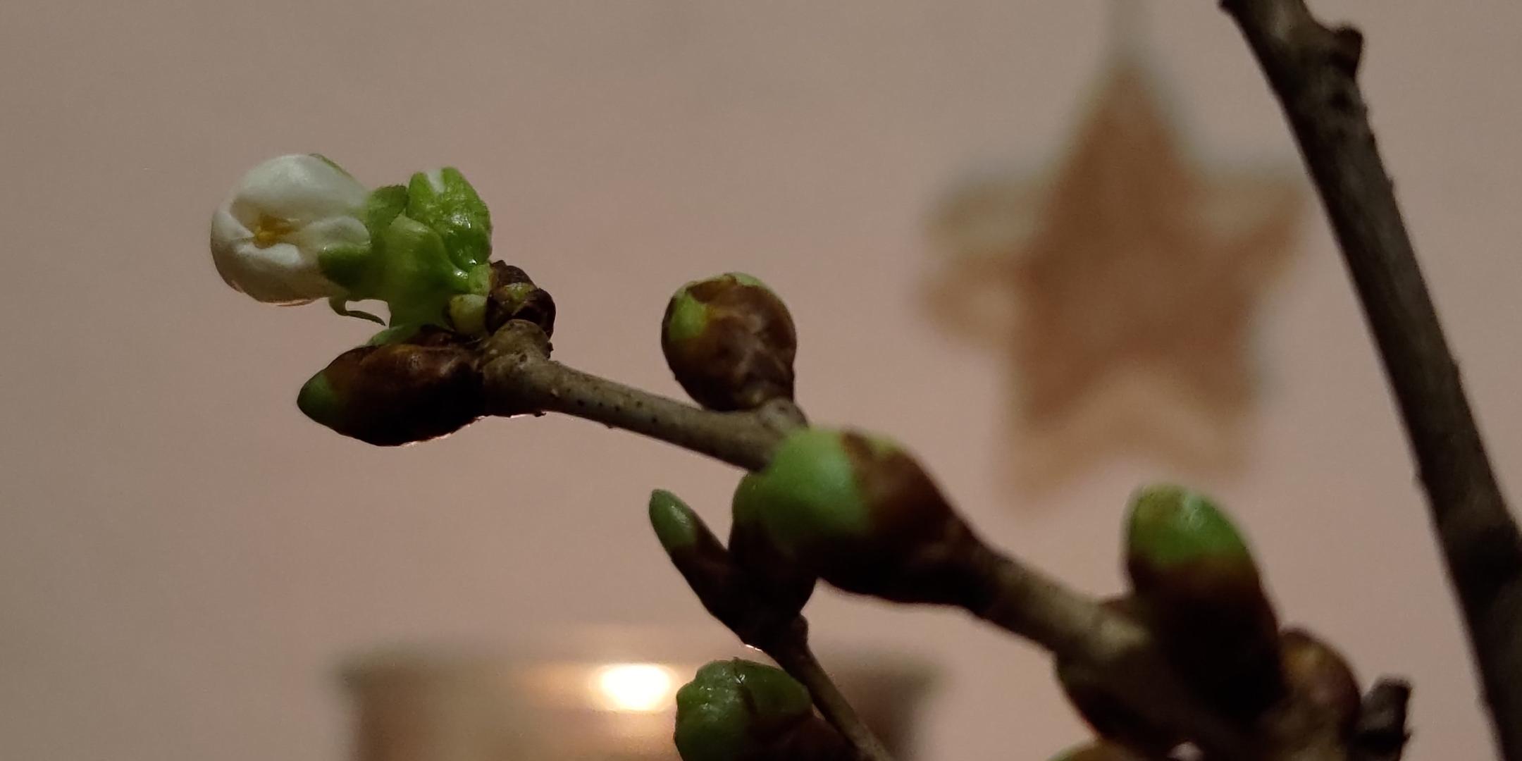 ungeöffnete Knospen eines Kirschzweiges, dahinter eine Kerze in einem Glas