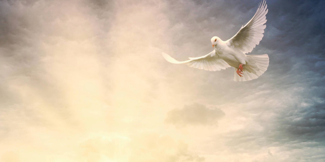 eine Taube fliegt in den Sonnenaufgang