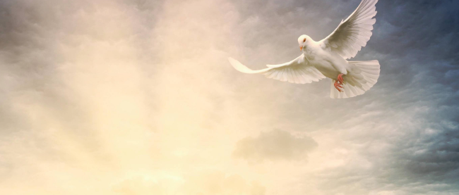 eine Taube fliegt in den Sonnenaufgang