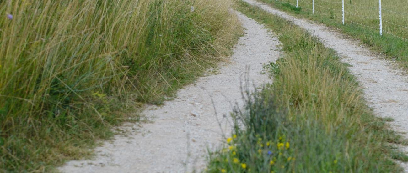 ein Feldweg durch Wiesen hindurch