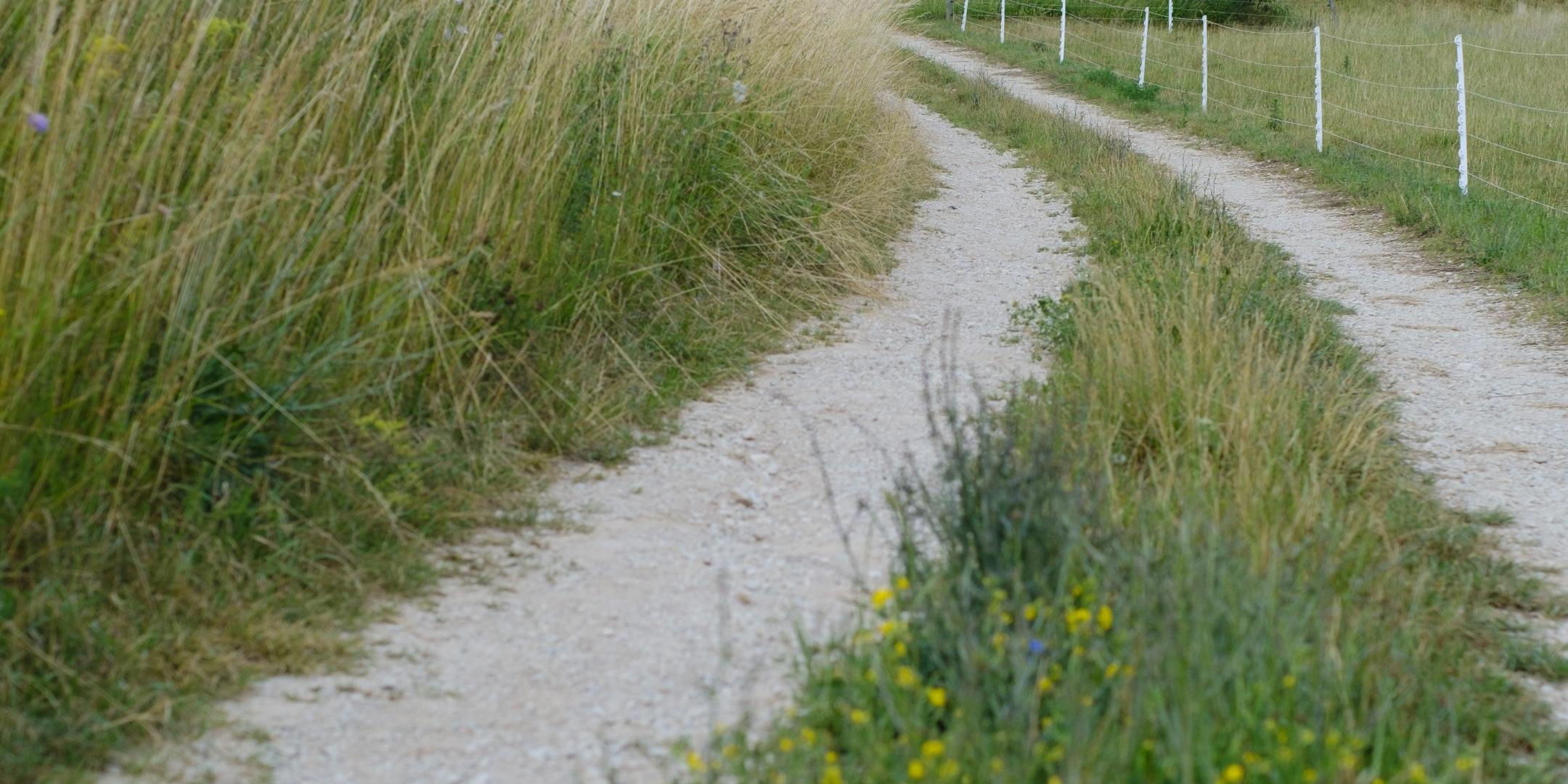 ein Feldweg durch Wiesen hindurch