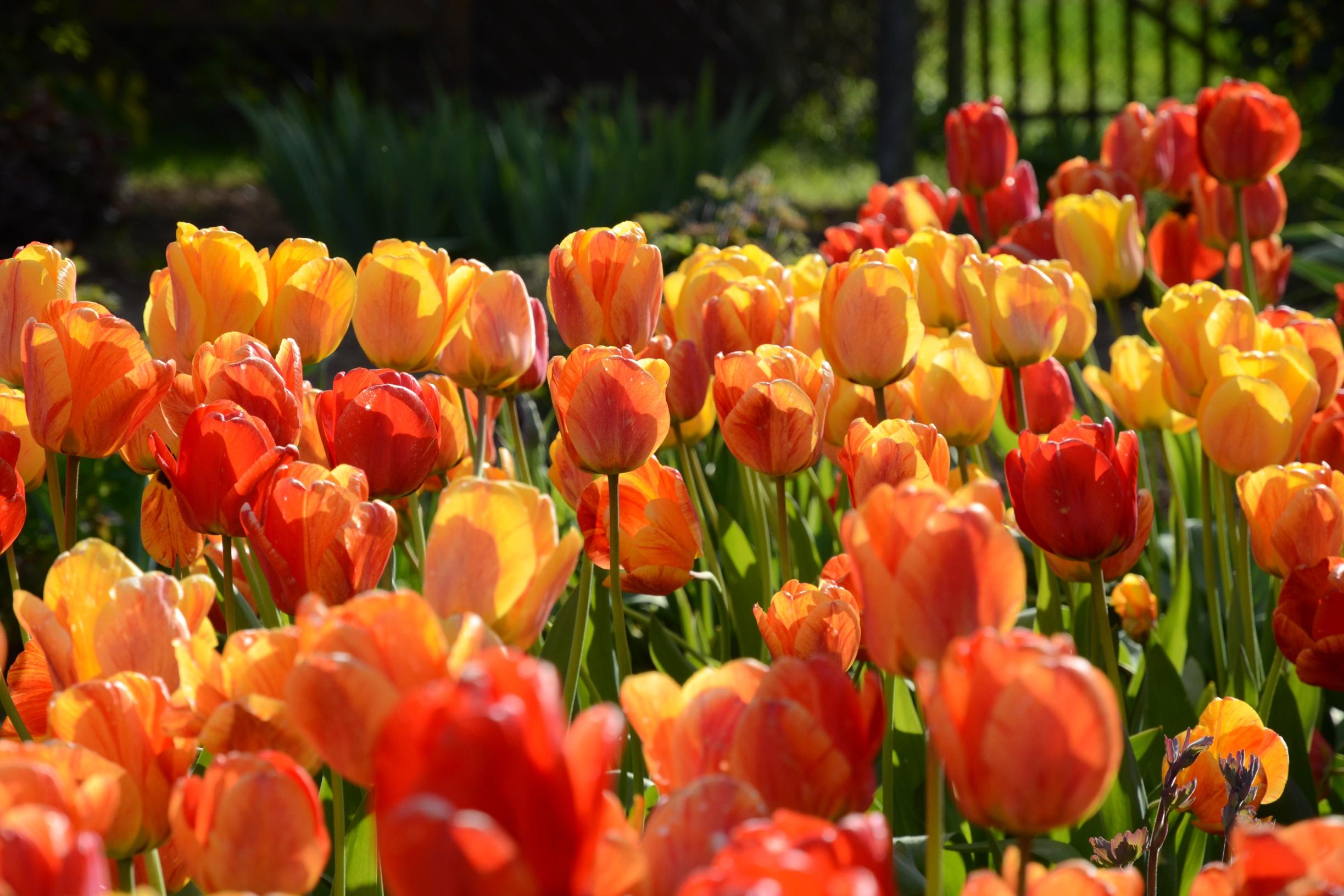 ein oranges Tulpenfeld ist zu sehen