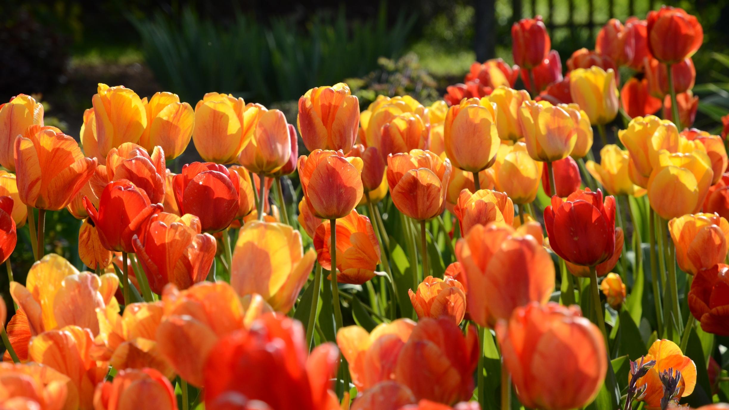 ein oranges Tulpenfeld ist zu sehen