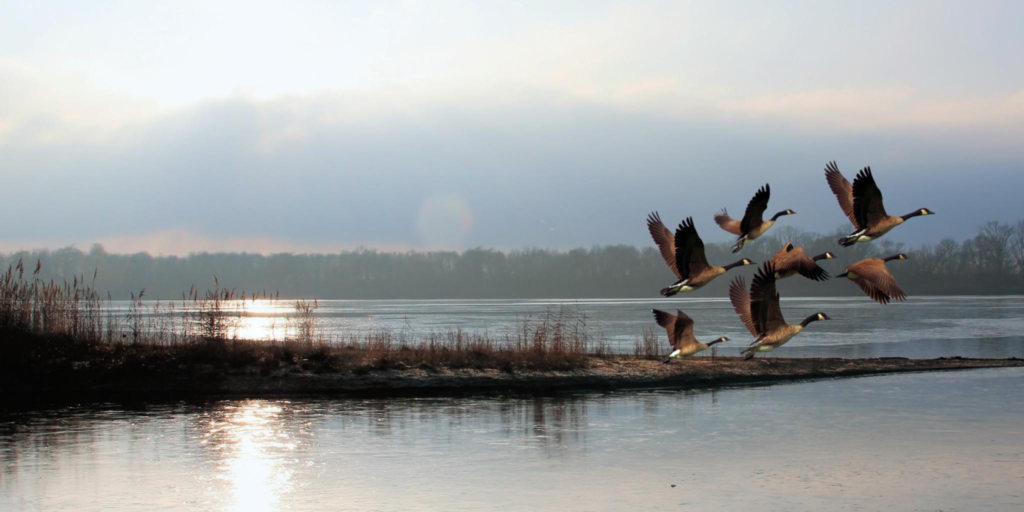 Eine Gruppe von sechs Kanadagänsen fliegt in aufsteigender Formation über eine weite, ruhige Flusslandschaft.