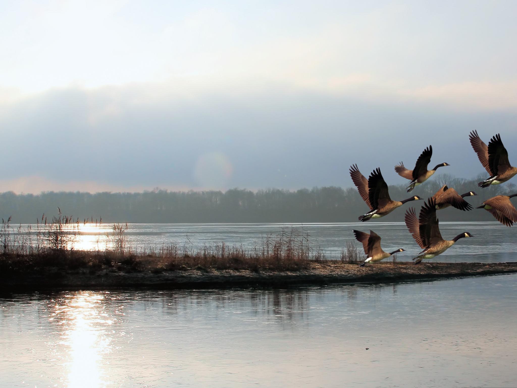 Eine Gruppe von sechs Kanadagänsen fliegt in aufsteigender Formation über eine weite, ruhige Flusslandschaft.