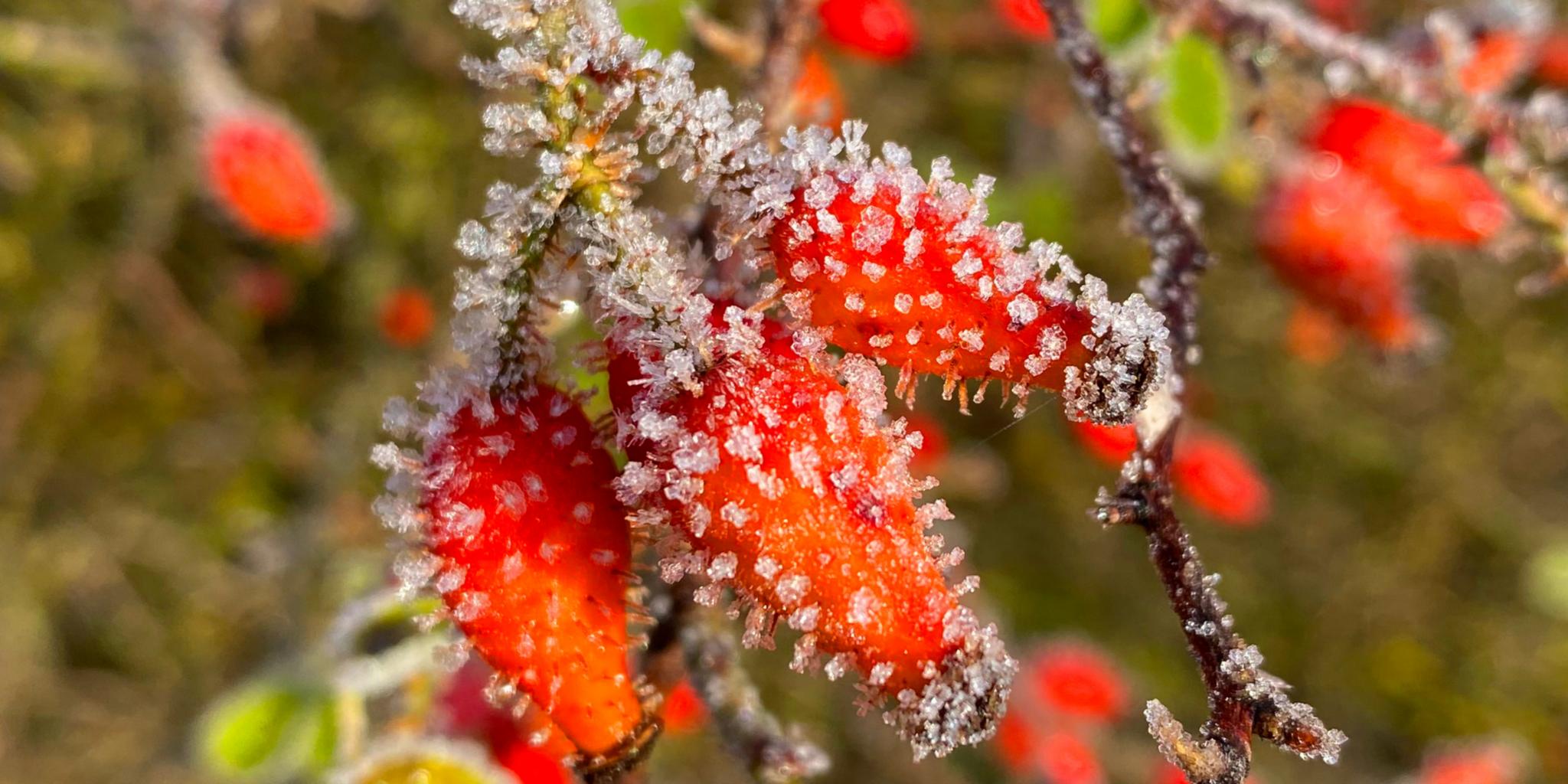 Hagebutten sind mit dem ersten Frost überzogen