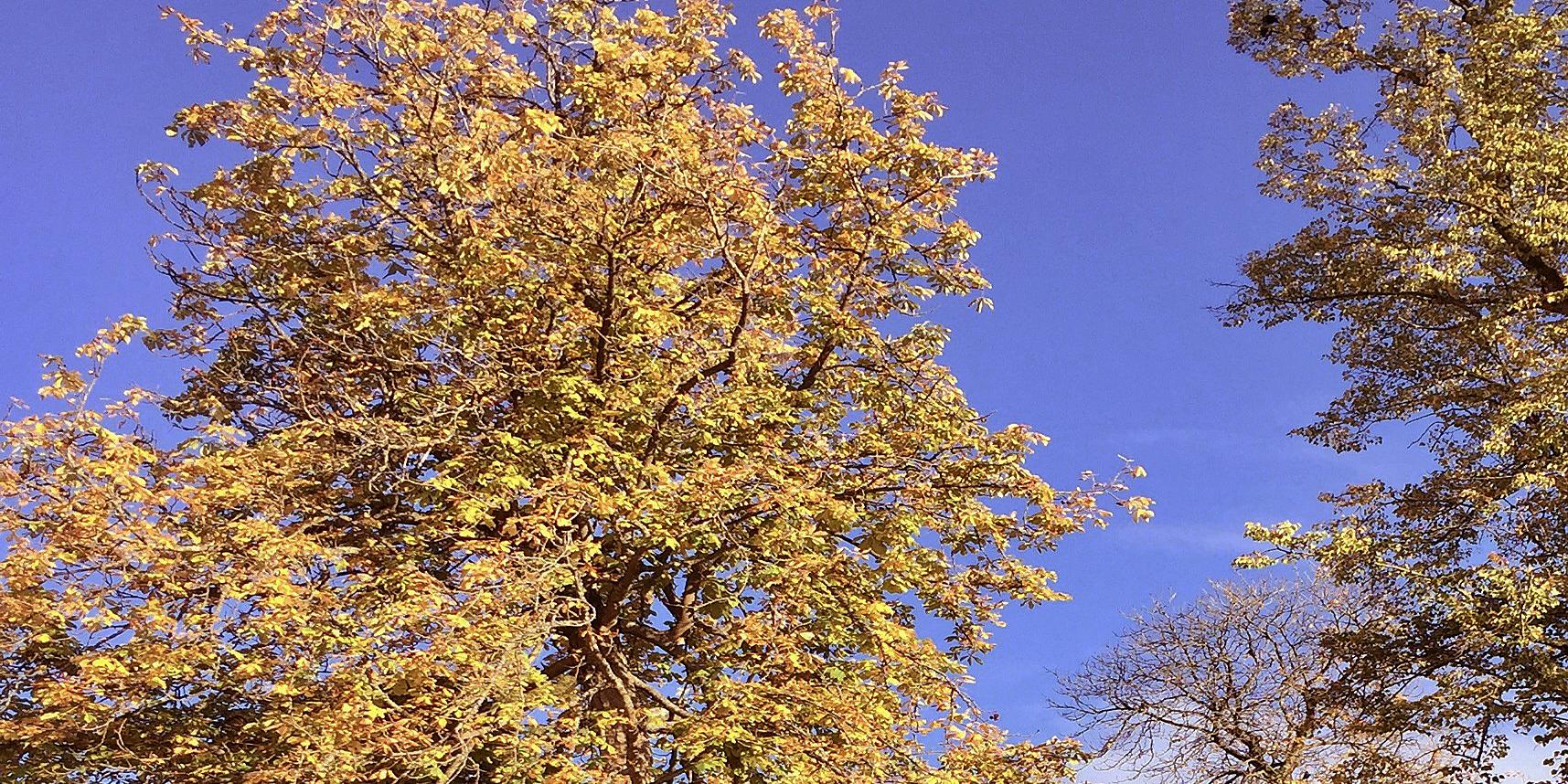 Herbstbäume Herbstbäume vor blauem Himmel