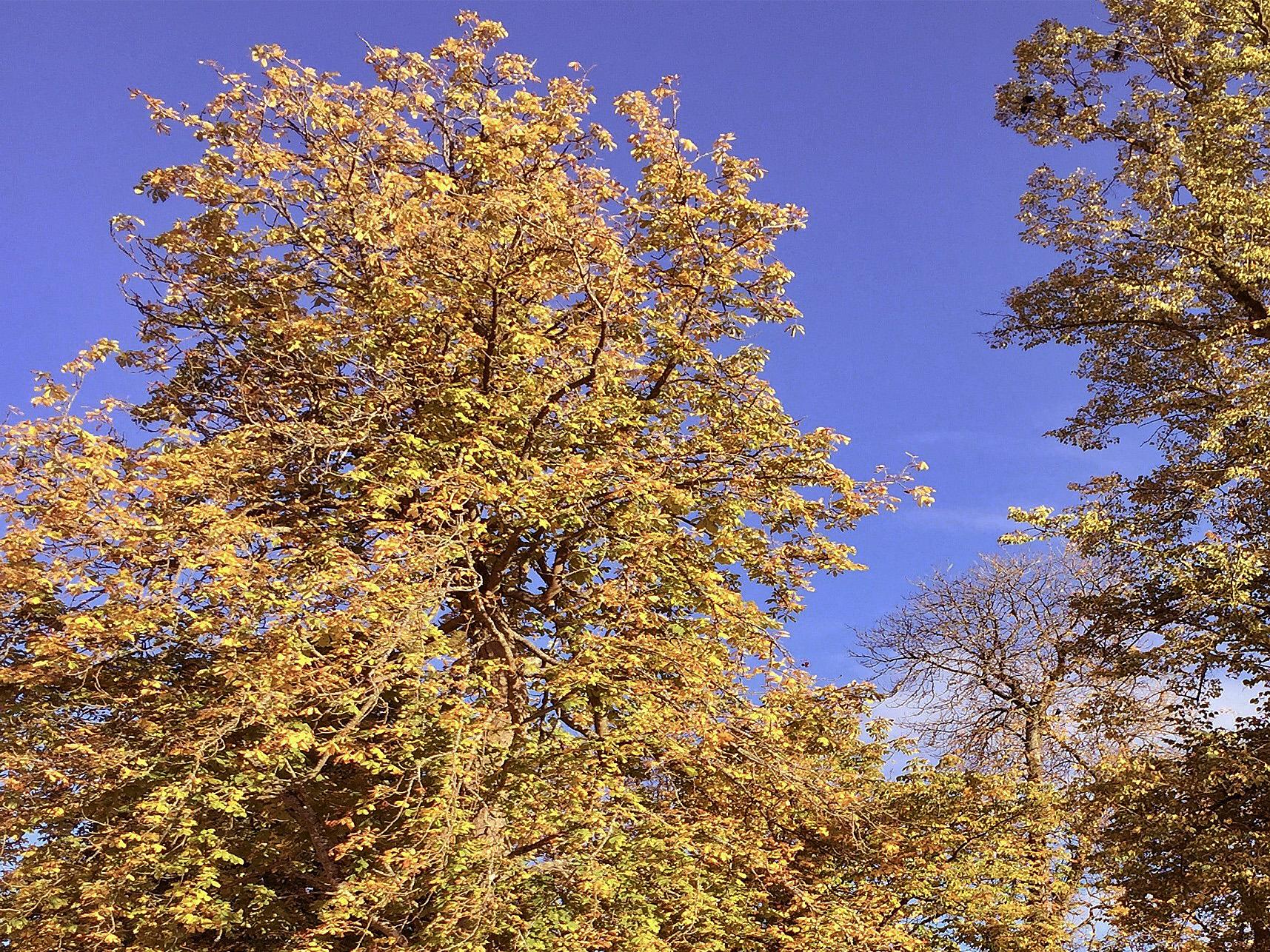 Herbstbäume vor blauem Himmel