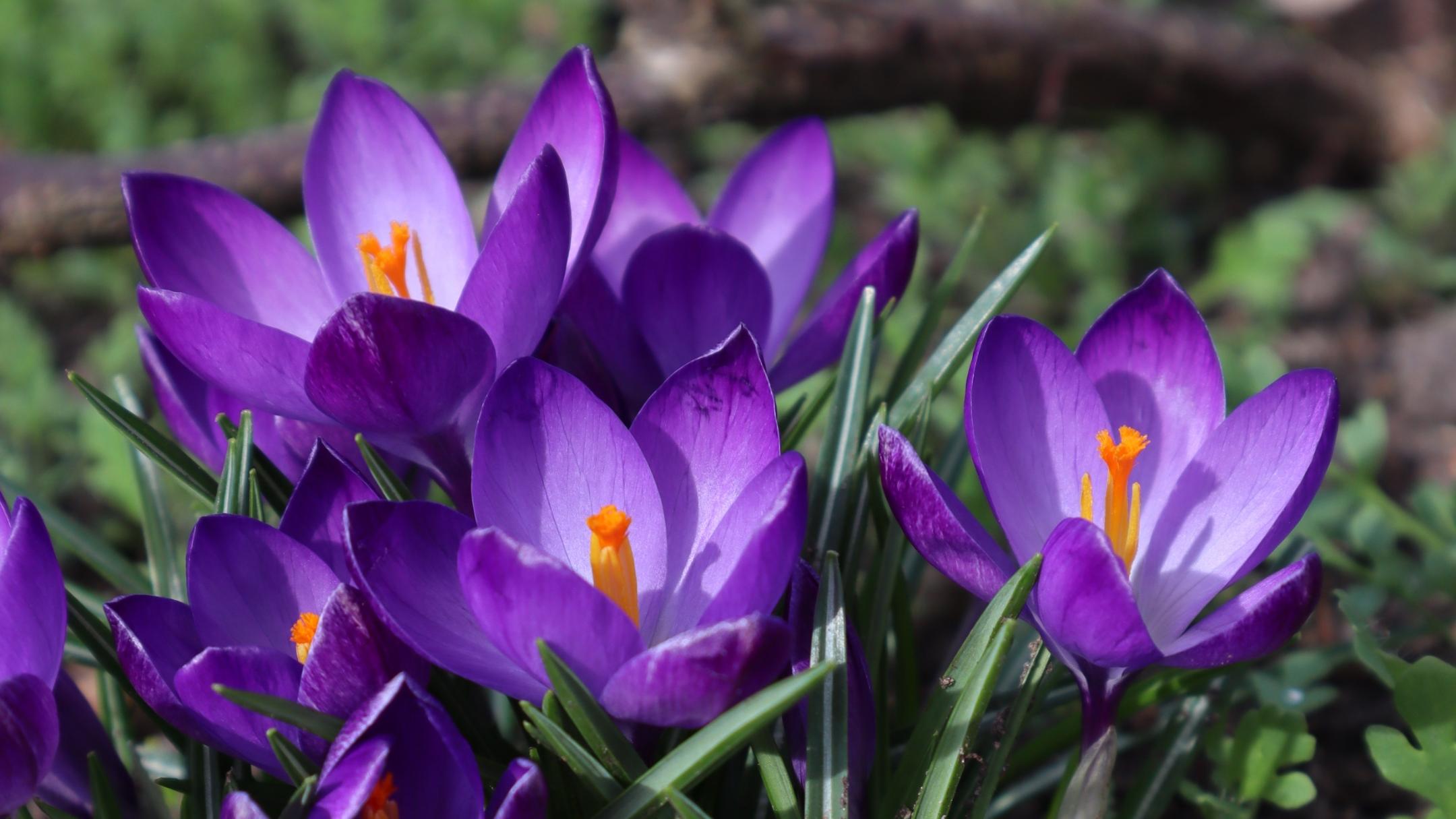 Krokusse im Frühling