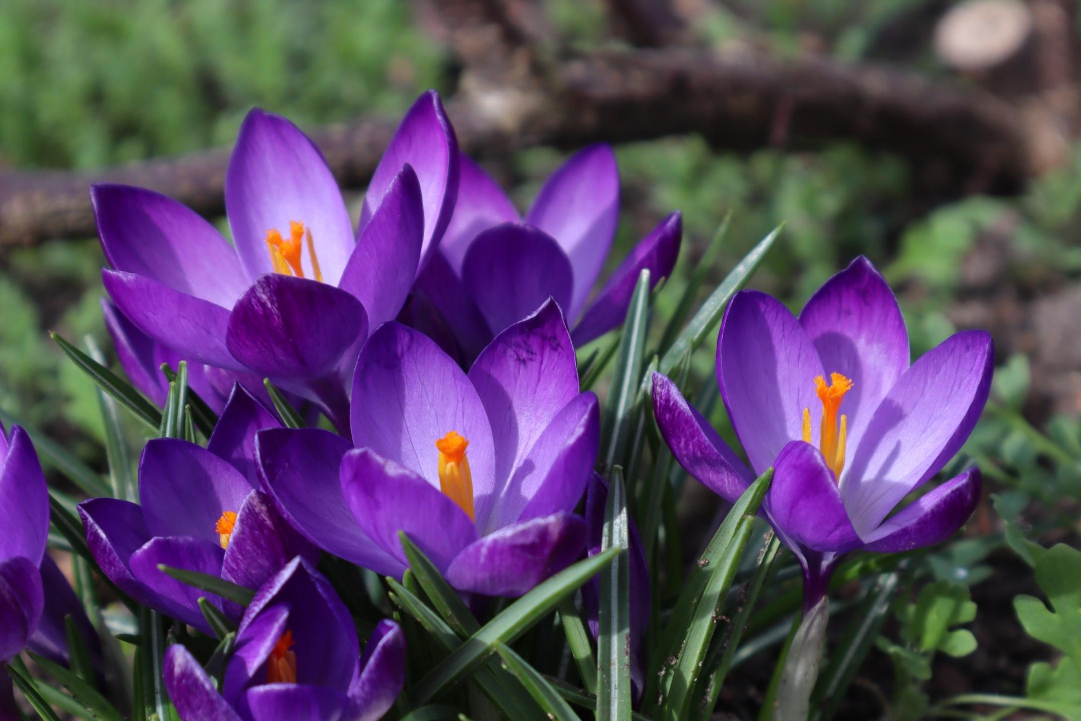 Krokusse im Frühling