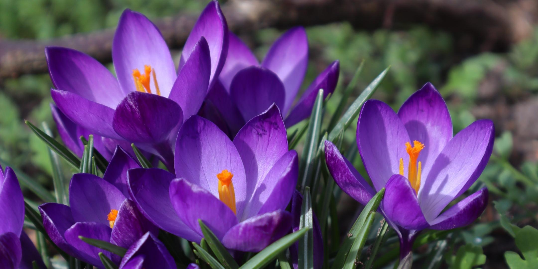 Krokusse im Frühling