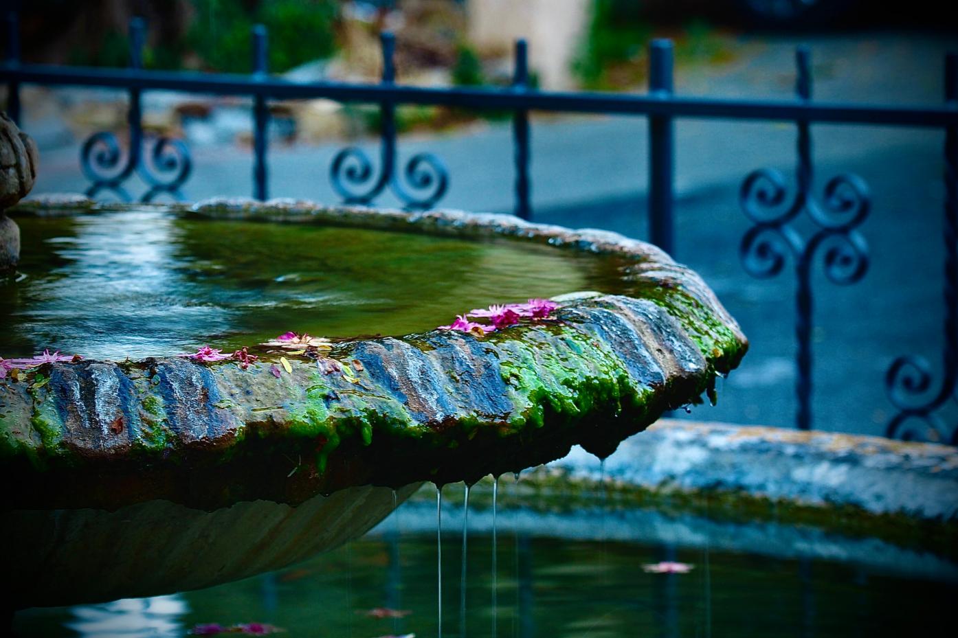 ein mit Wasser gefüllter Brunnen, am Rande schon etwas vermoost, einzelne Blütenblätter schwimmen im Wasser