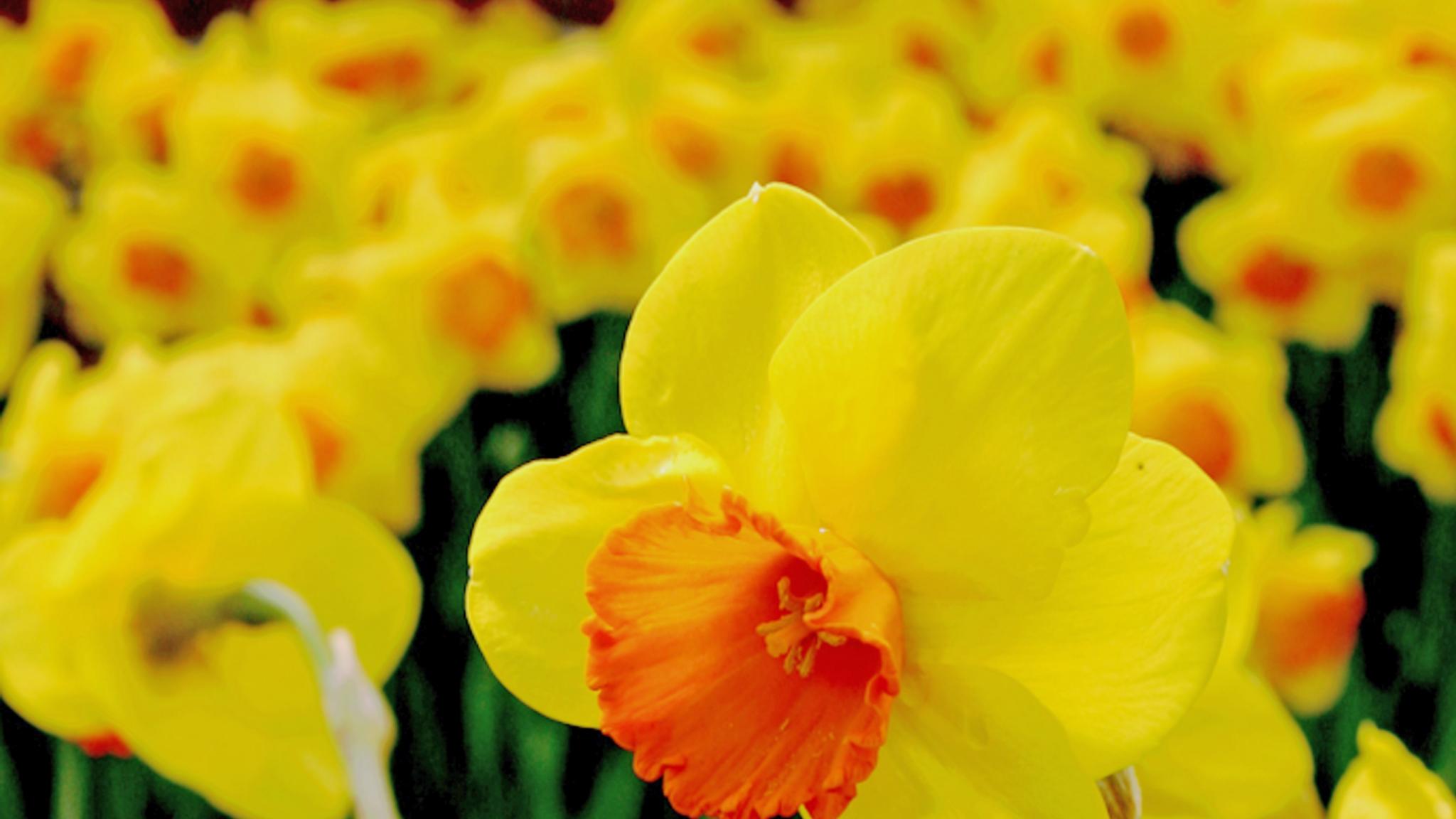 ein Blumenbeet voller gelber Narzissen