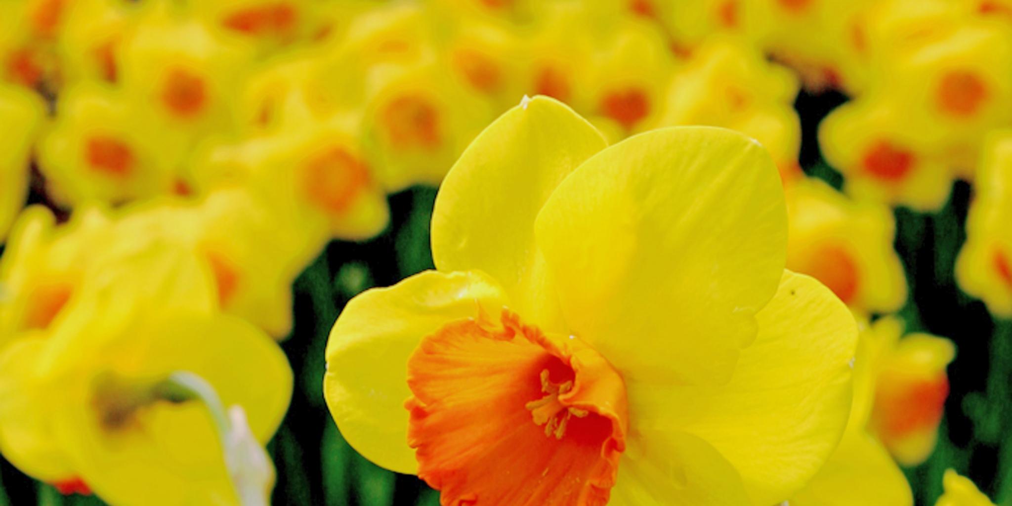 ein Blumenbeet voller gelber Narzissen