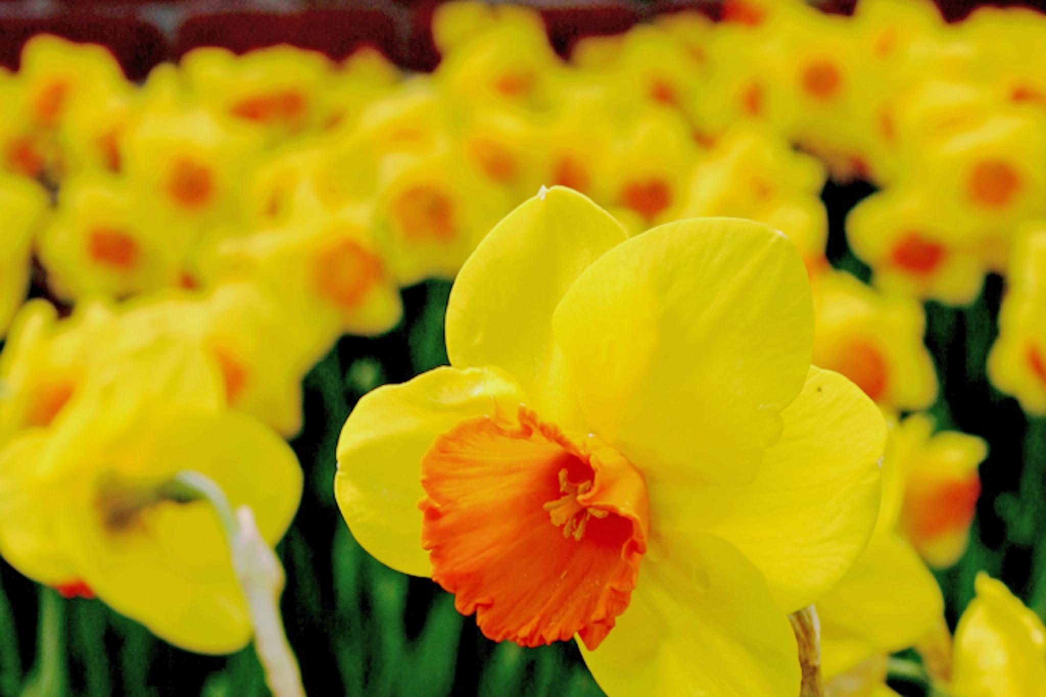 ein Blumenbeet voller gelber Narzissen