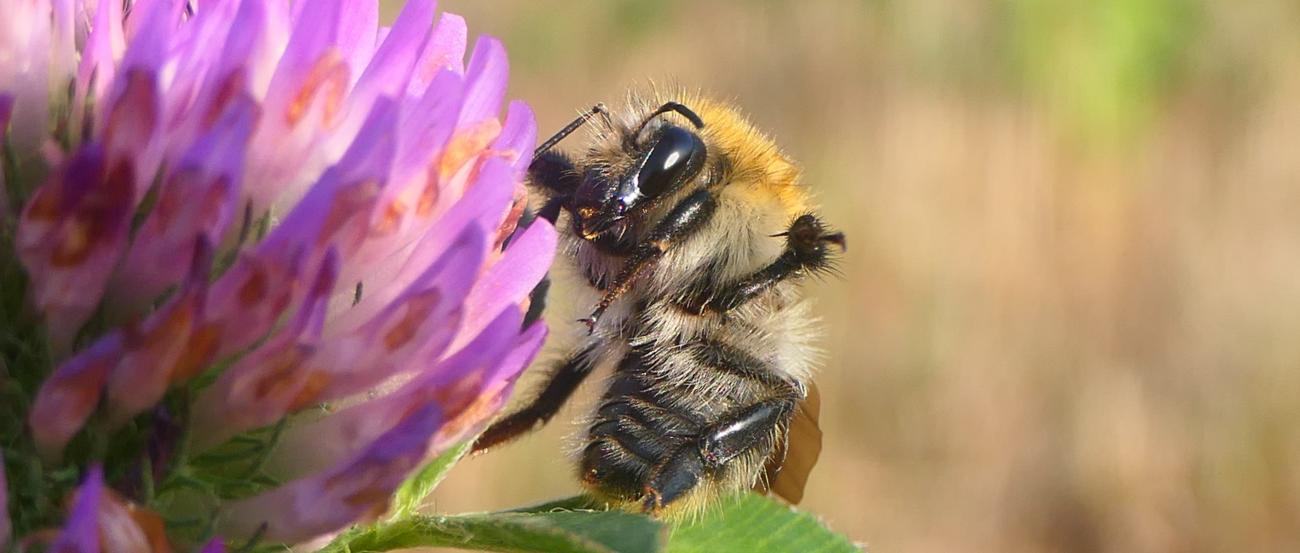 Hummel sitzt auf rotem Klee