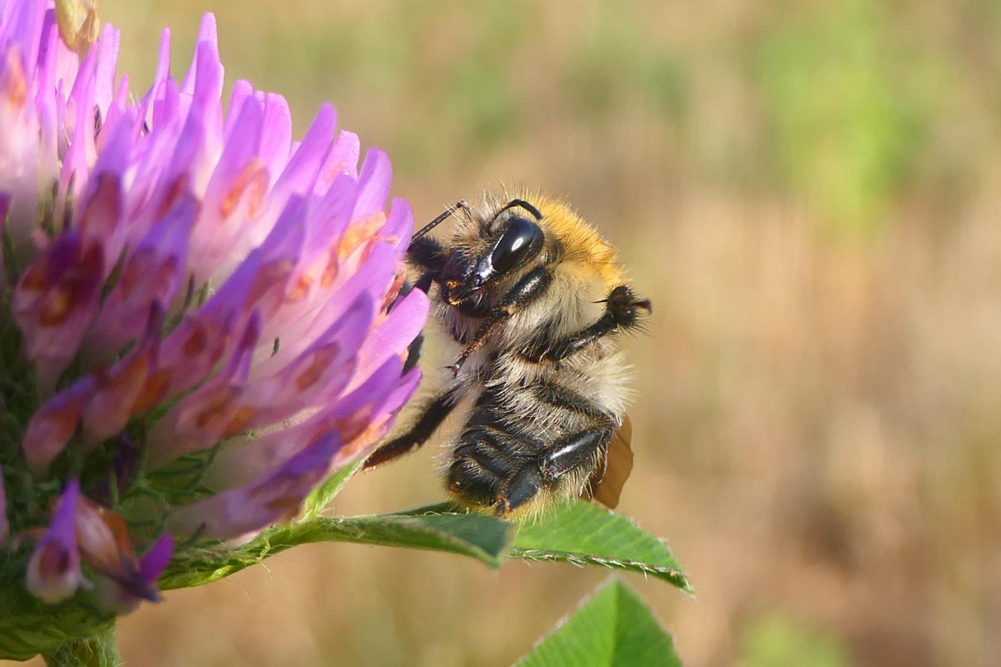 Hummel sitzt auf rotem Klee