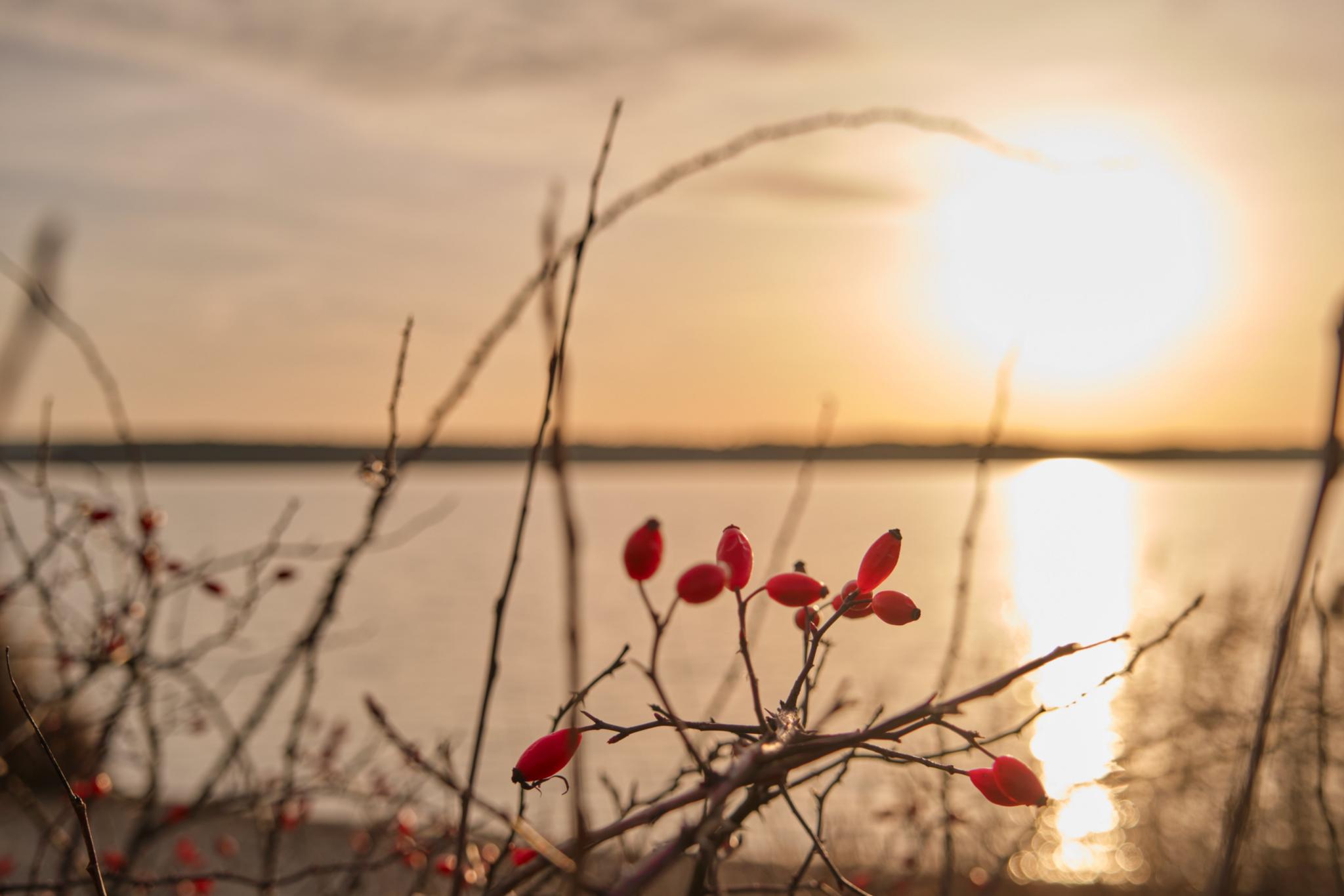 Ein Sonnenuntergang am See, im Vordergrund einige Gräser und ein Hagebuttenzweig