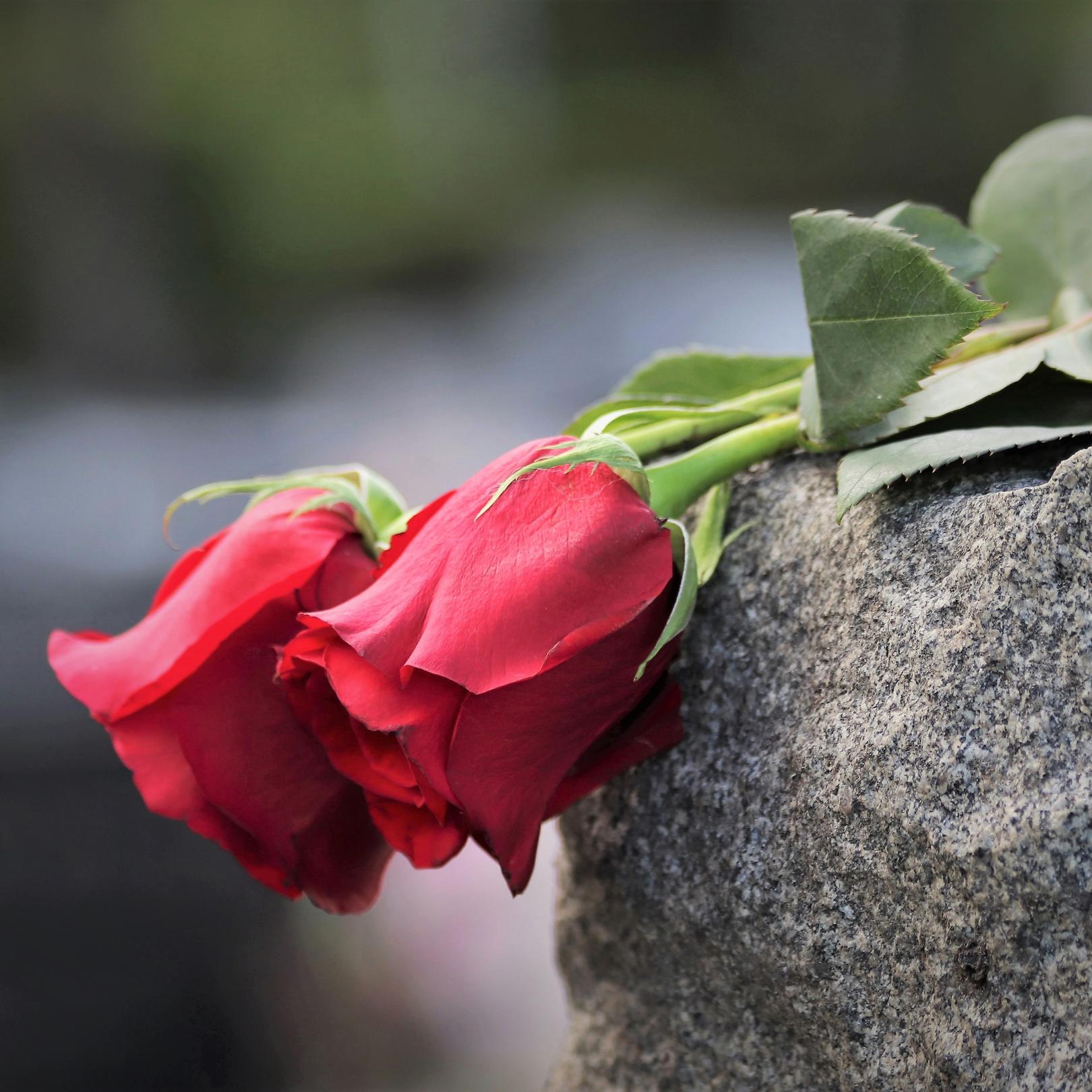 2 rote Rosen liegen auf einem Grabstein
