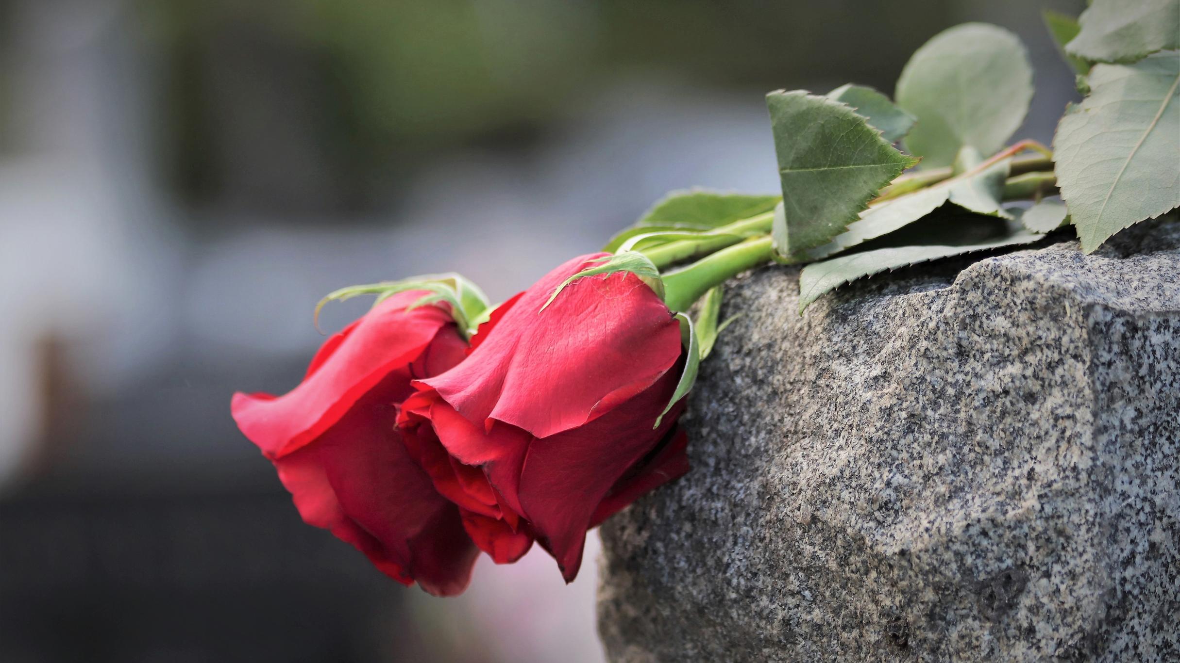 two-red-roses-4226983_by_goranh_pixabay_pfarrbriefservice