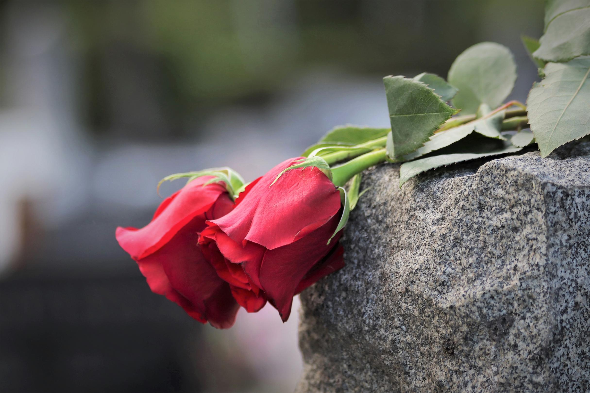 two-red-roses-4226983_by_goranh_pixabay_pfarrbriefservice