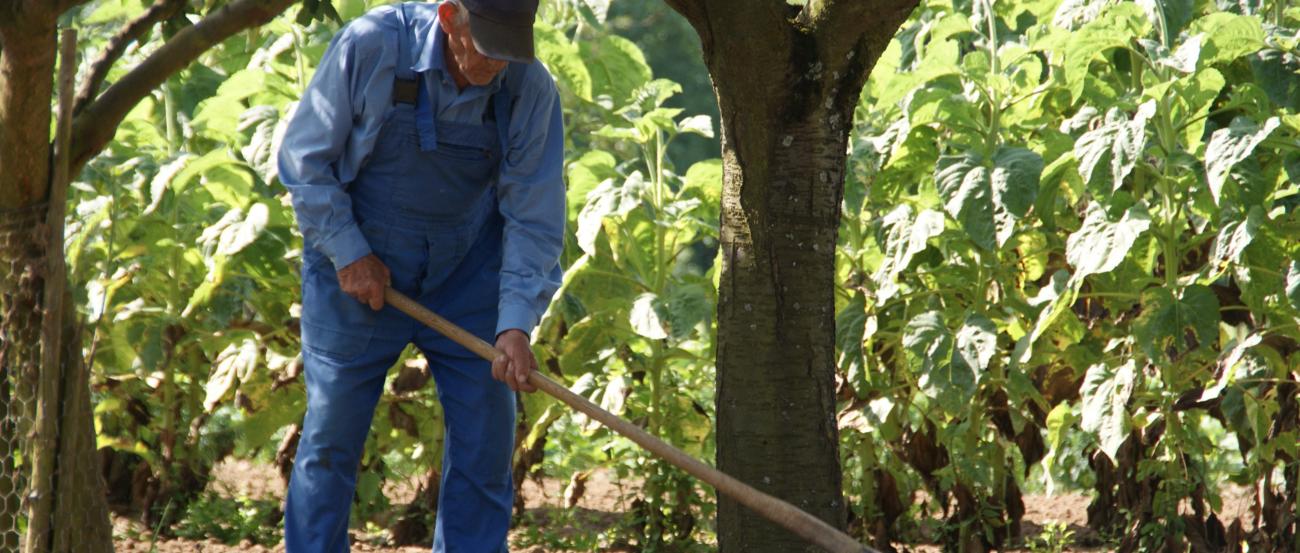 Das Bild zeigt einen alten Mann, der in Arbeitskleidung die Erde unter einem Baum harkt